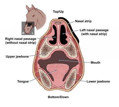 Equine Nasal Passages